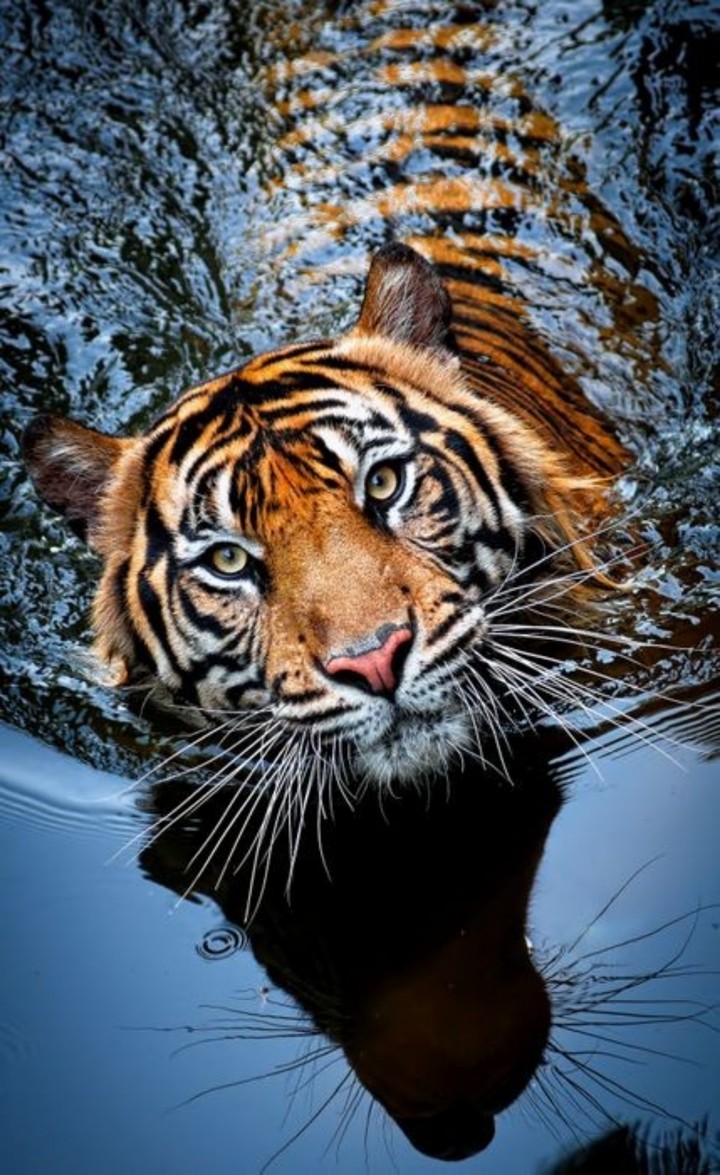 Royal Bangle Tiger