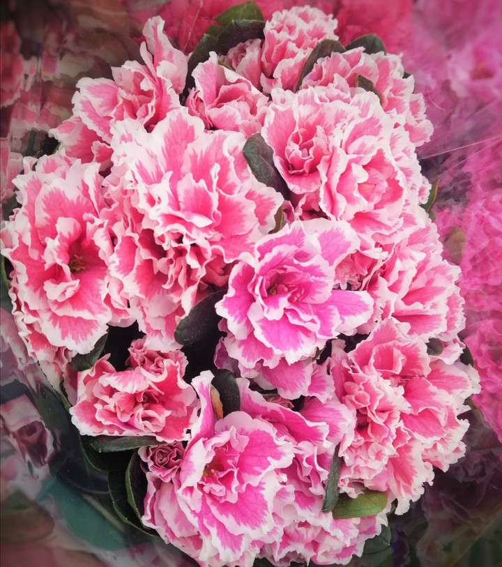 #flowers