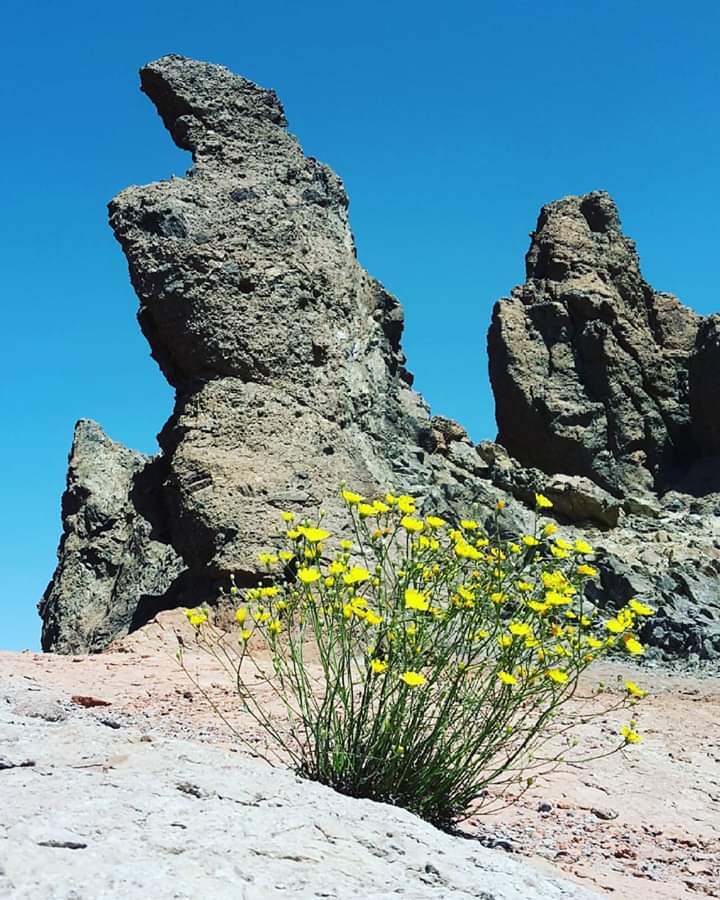 Nature wins!