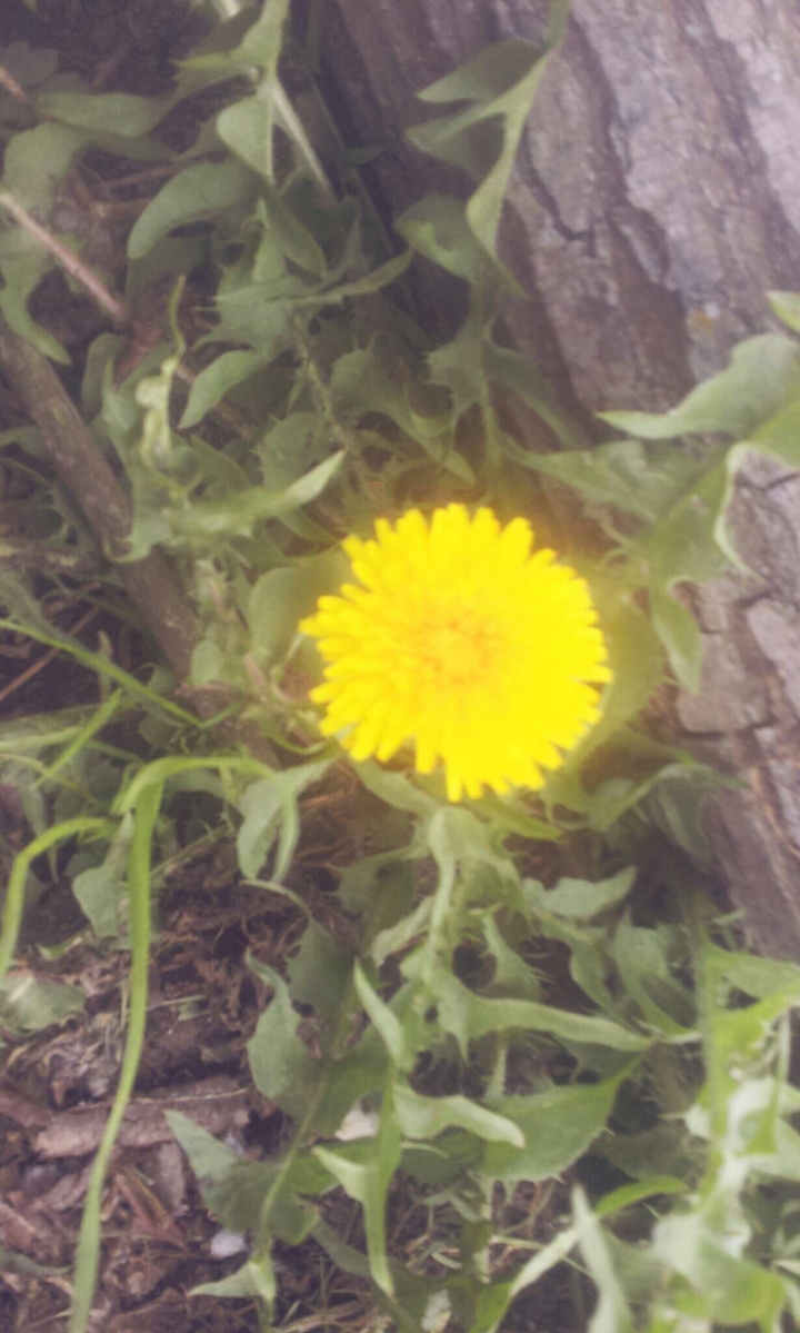 dandelion