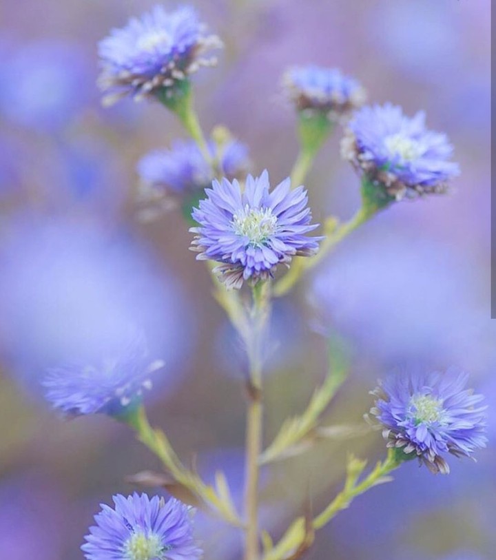 soft beuty
