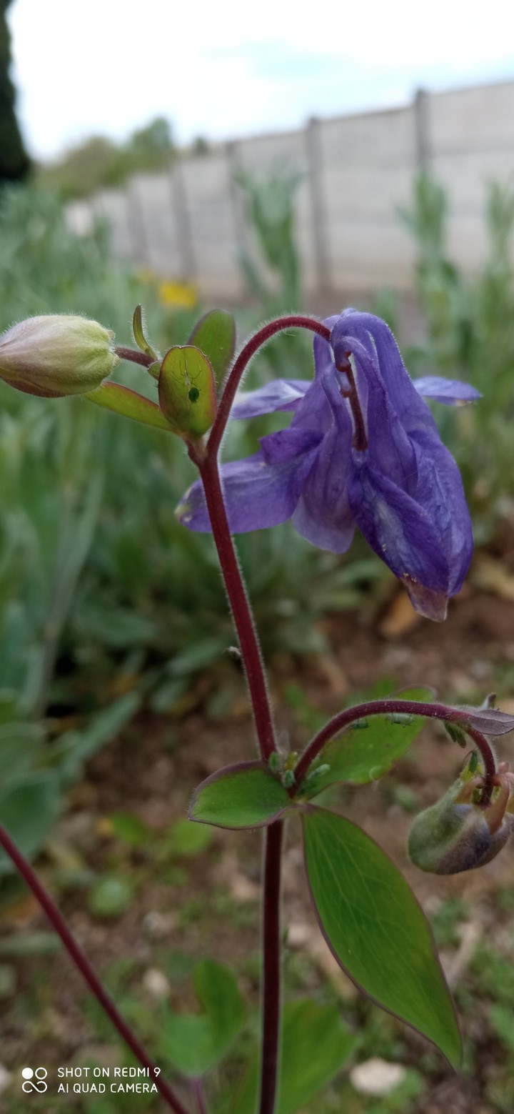 fleure