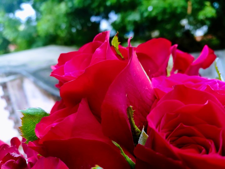 Rose