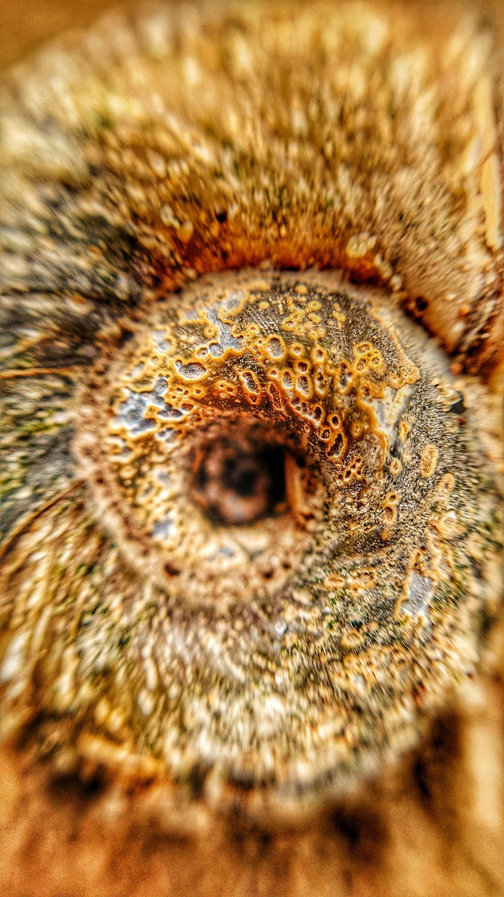 Shell