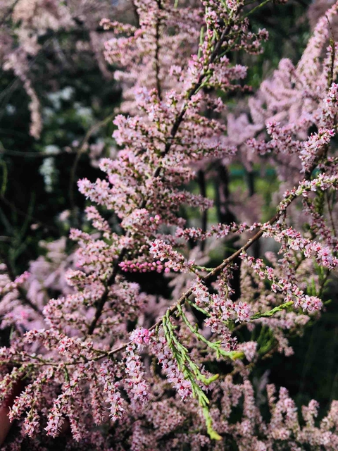 цветы, flower वॉलपेपर