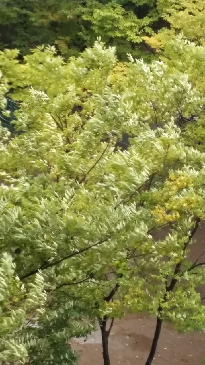 나무