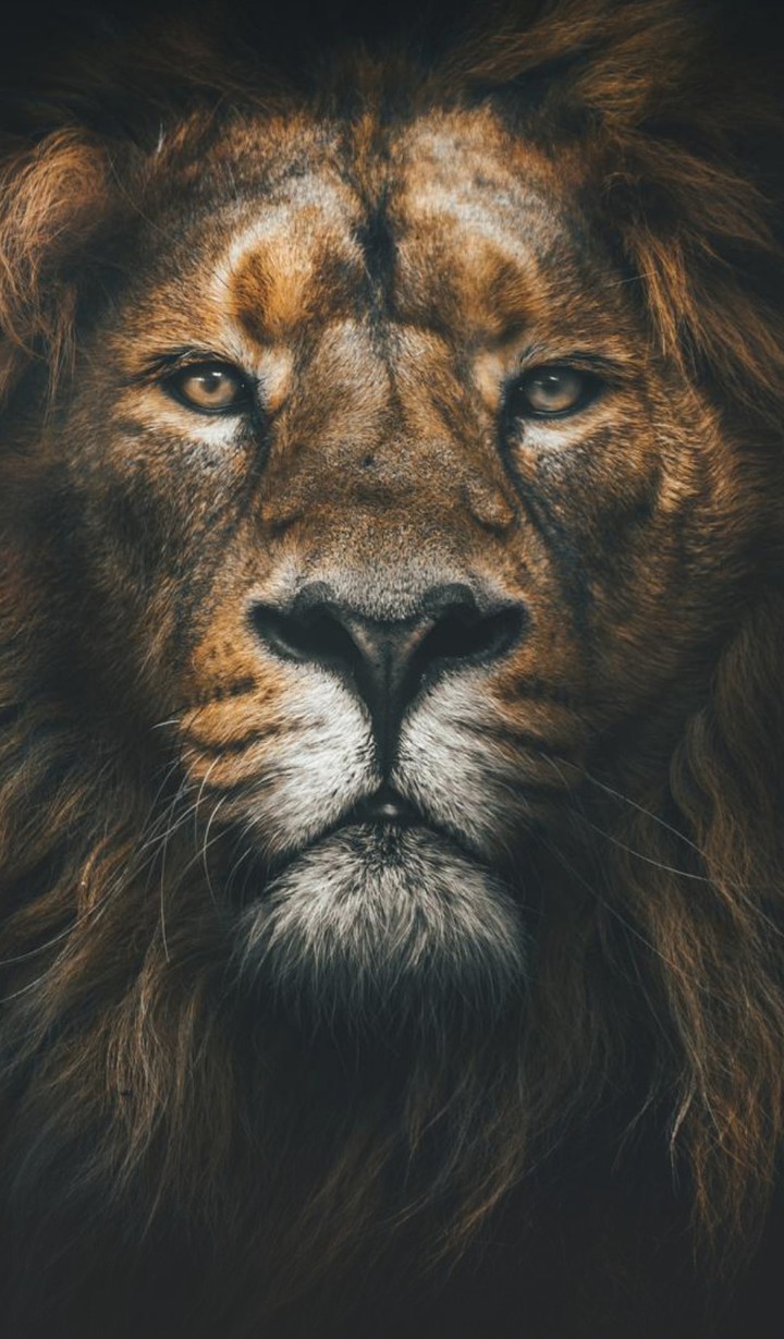 lion