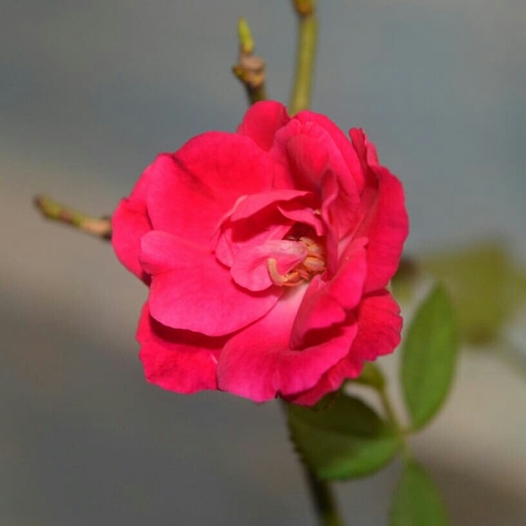 roseee