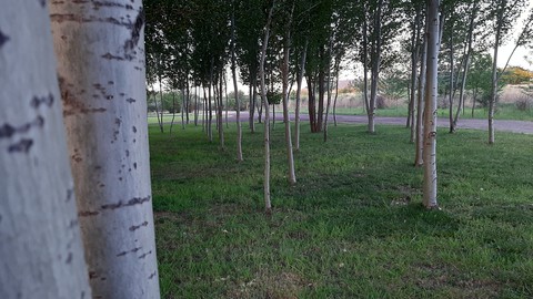 Birch woodland