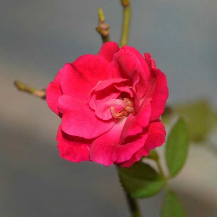 roseee