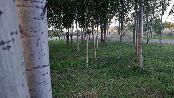 Birch woodland