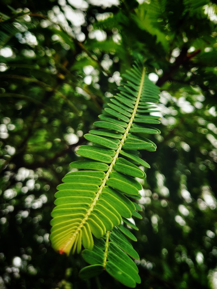 Green Leaf