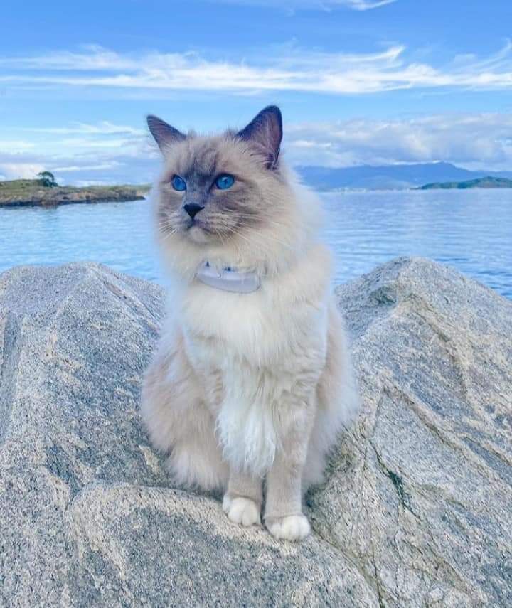 Adélia