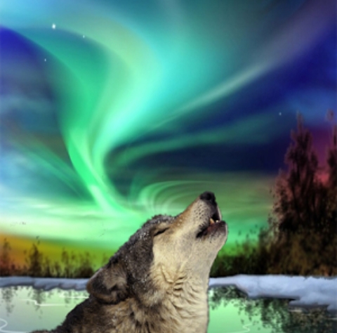 Wolf