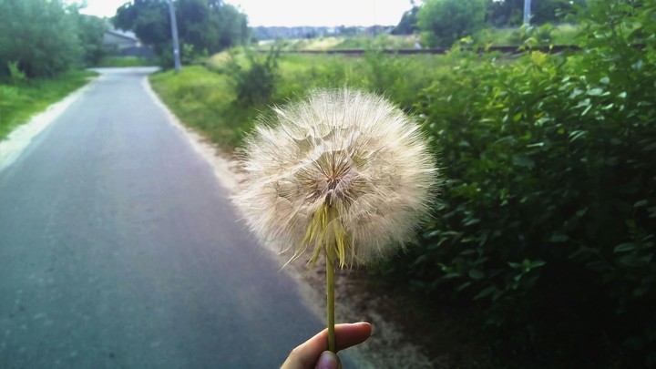Dandelion