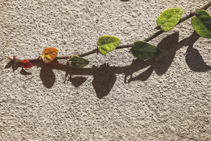 colourful ivy