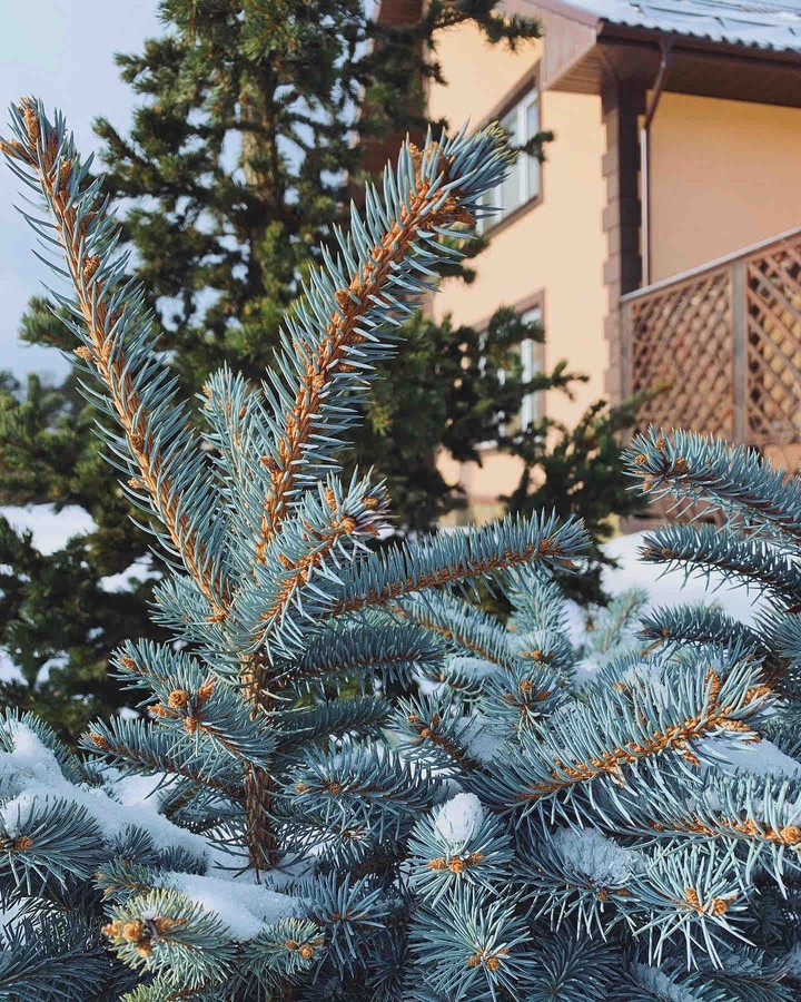 Winter