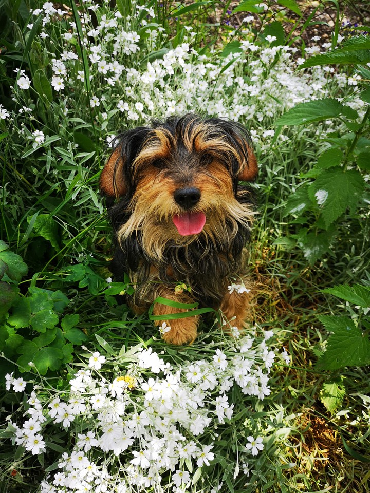 flowers ?