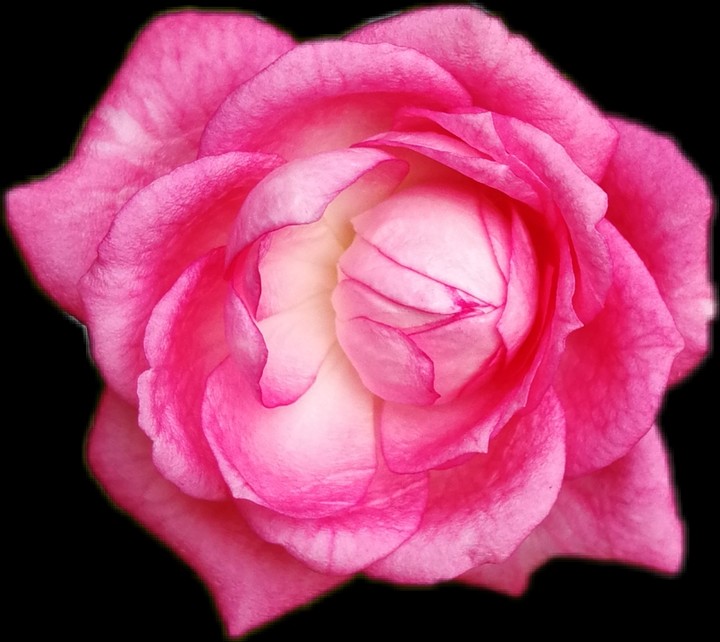 Rising beauty