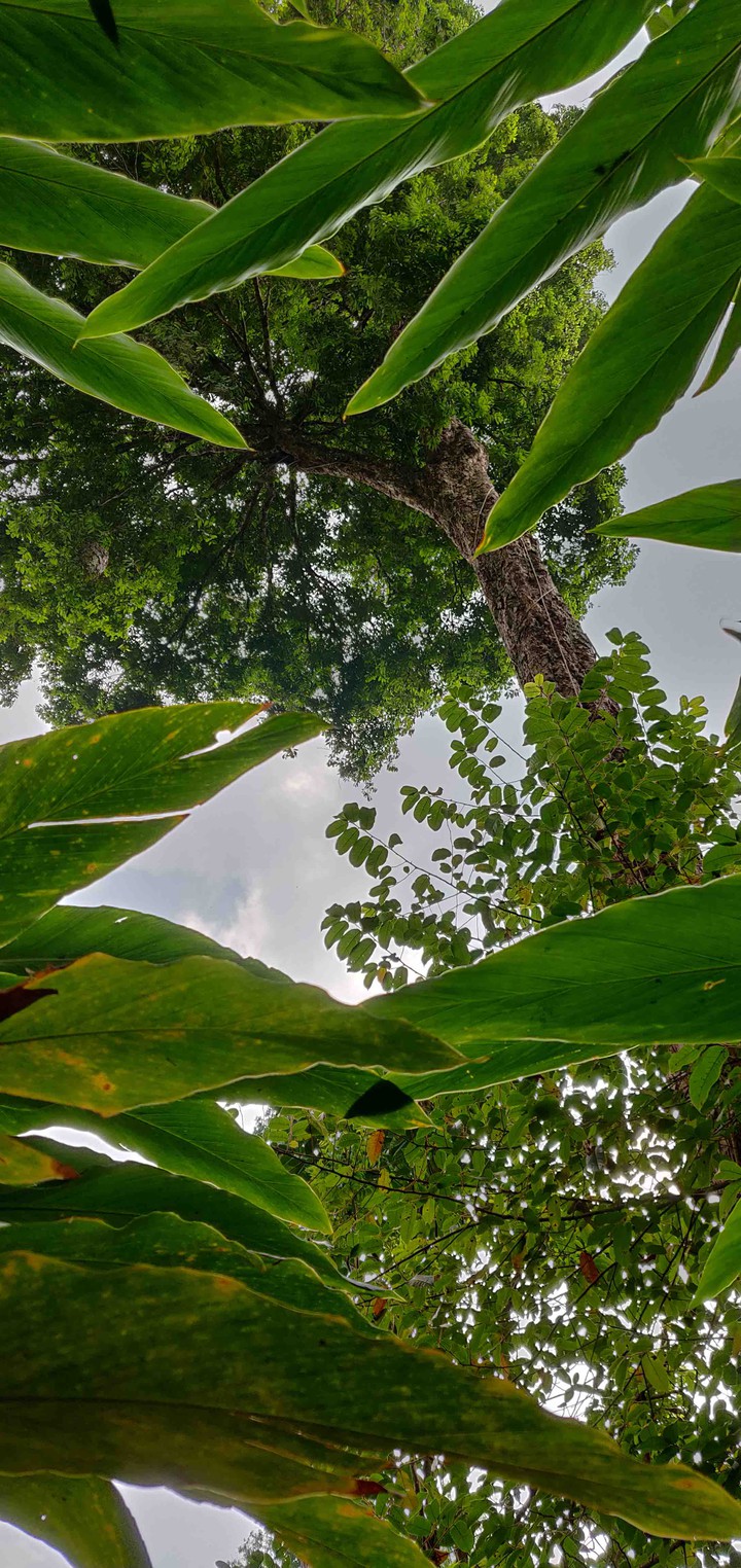 trees
