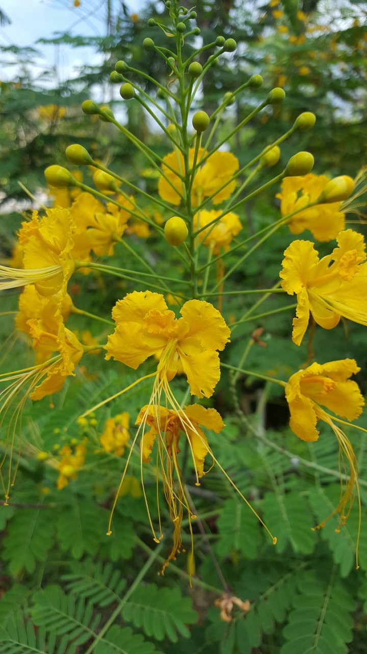 flowers