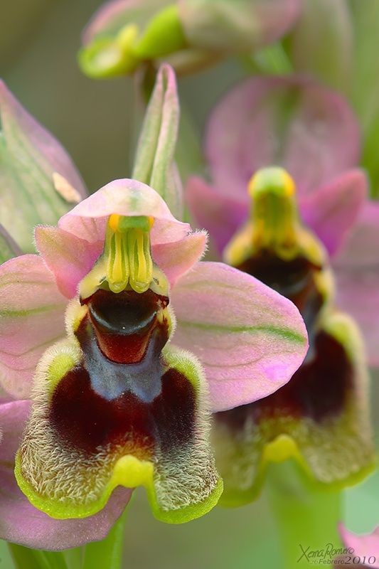 orchid