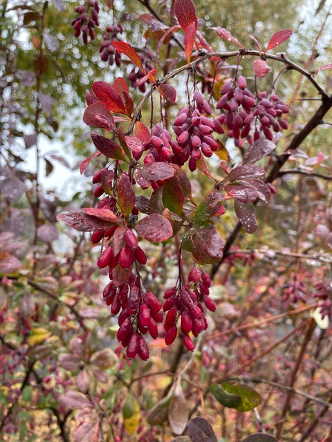 Mahonia