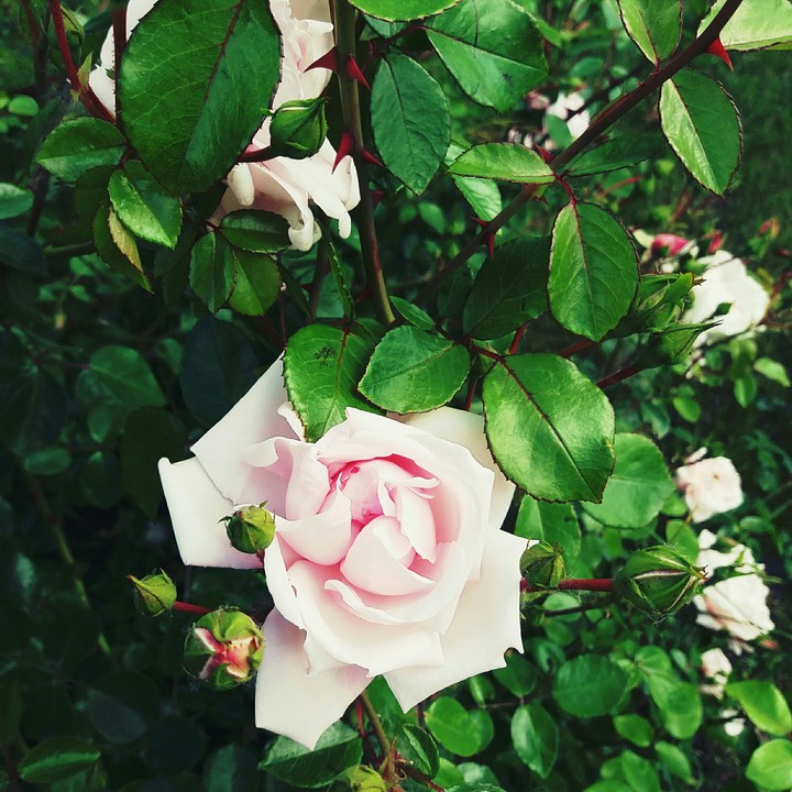 Rose flower