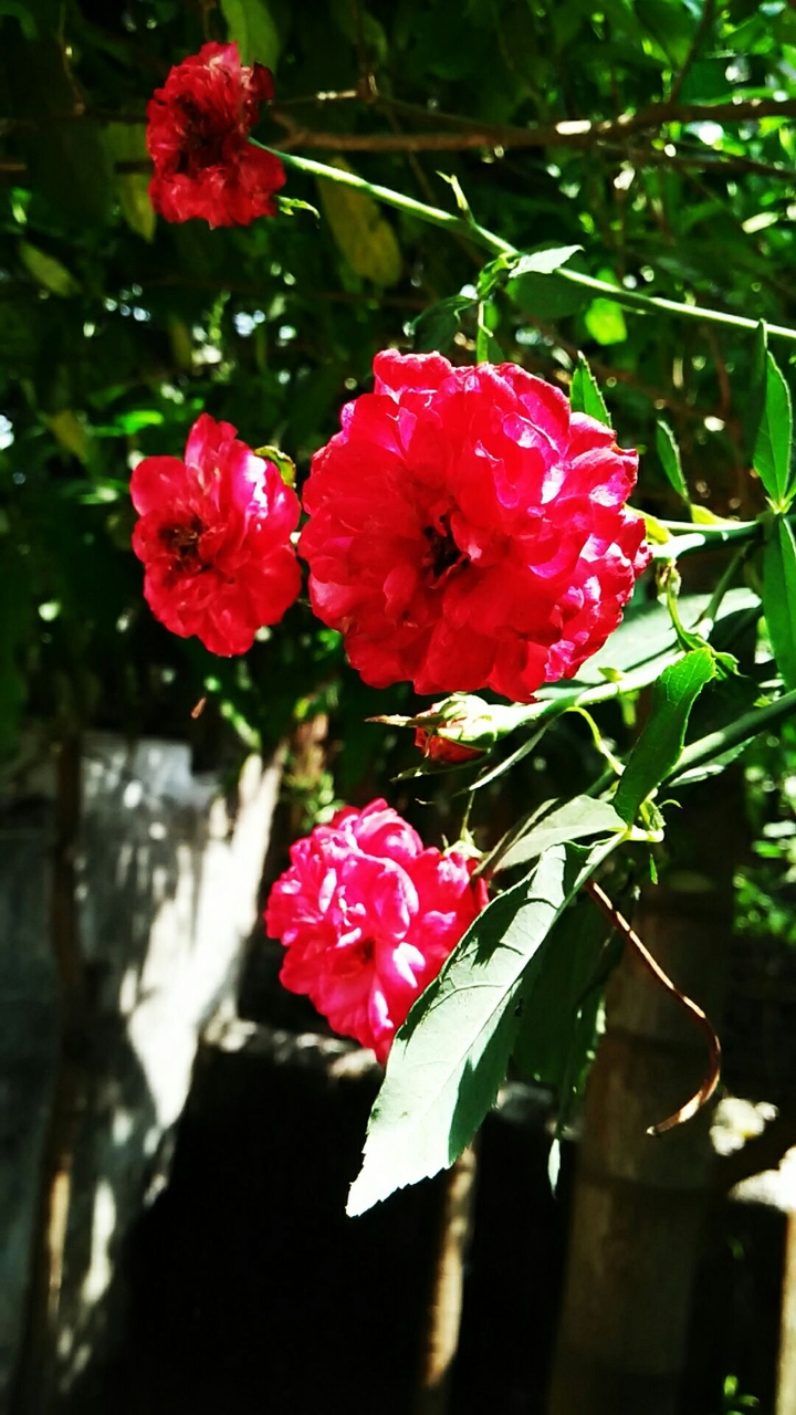 roses