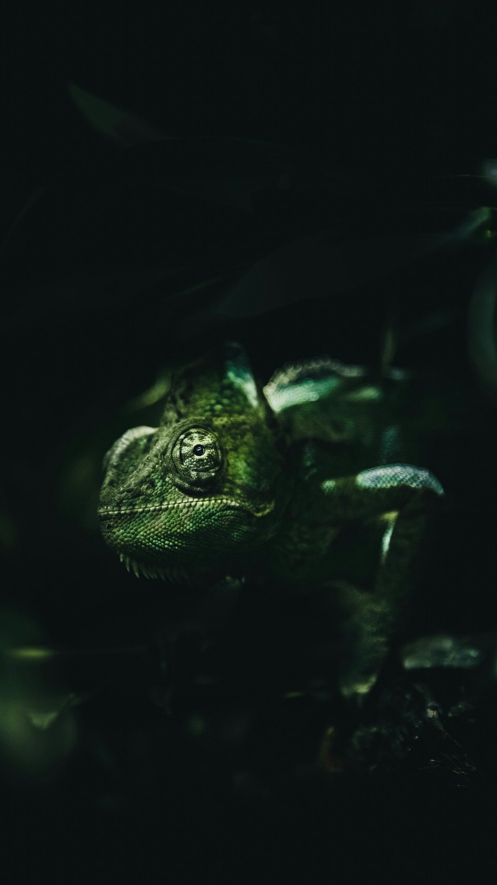chameleon