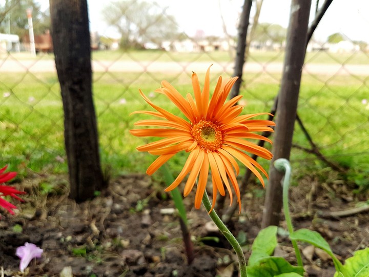 plant