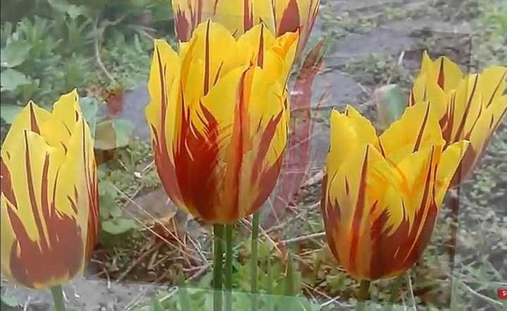 tulip