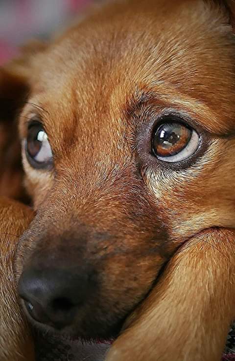 Olhos quê falam!!!