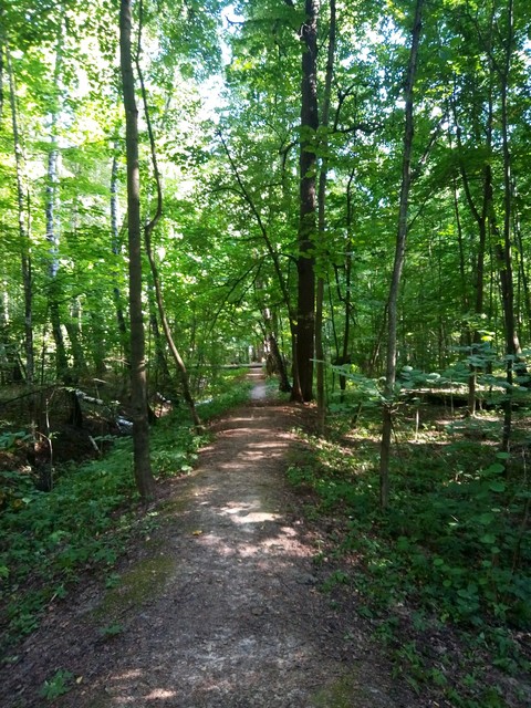 trail, forest háttérképek