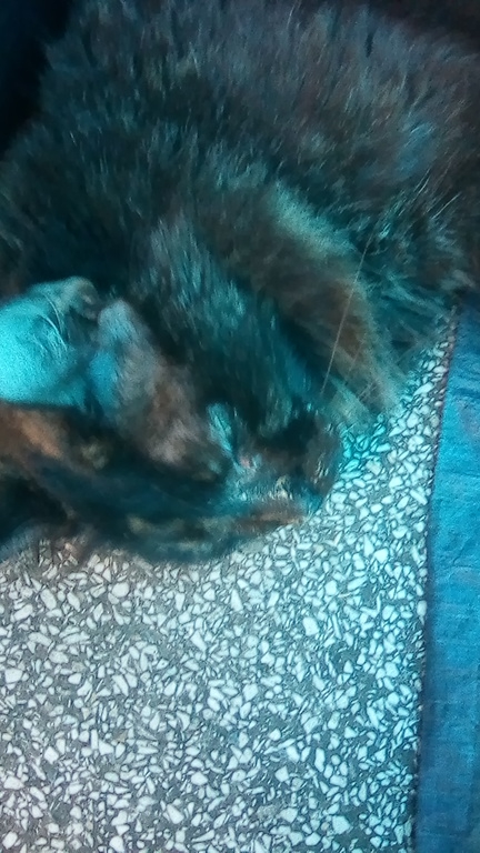 My cat