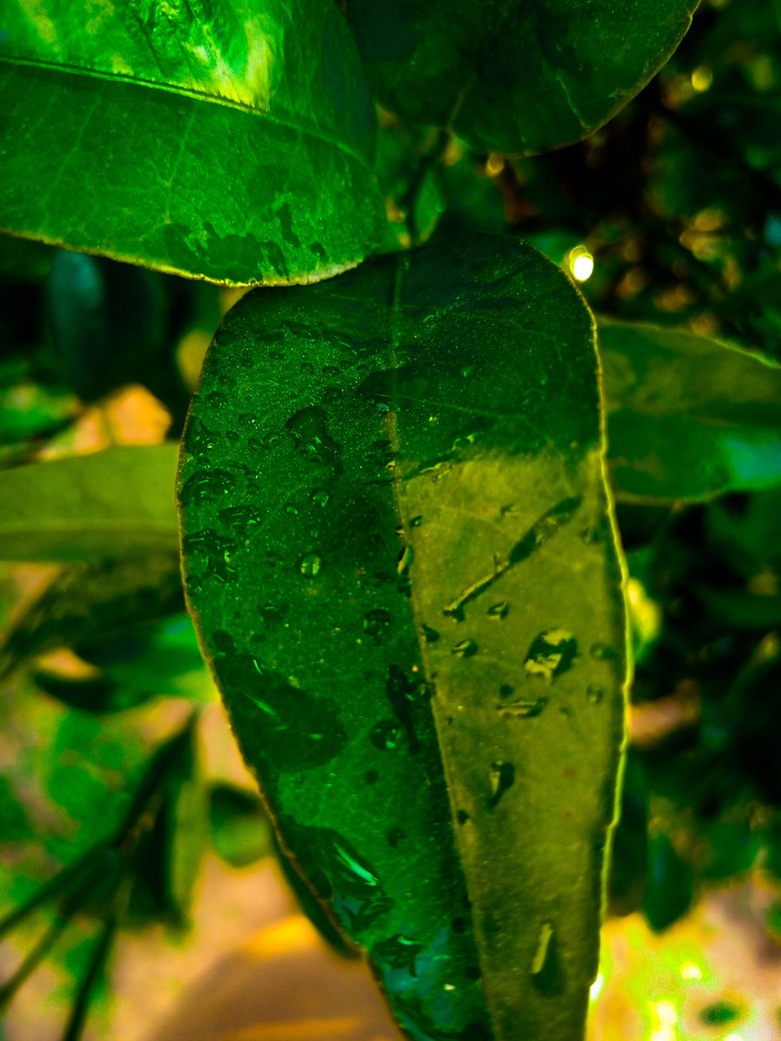 new plant