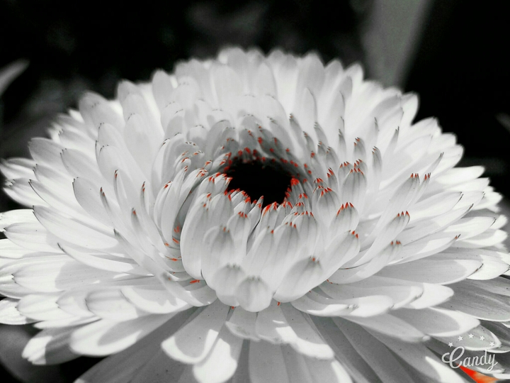 Beauty of a Calendula
