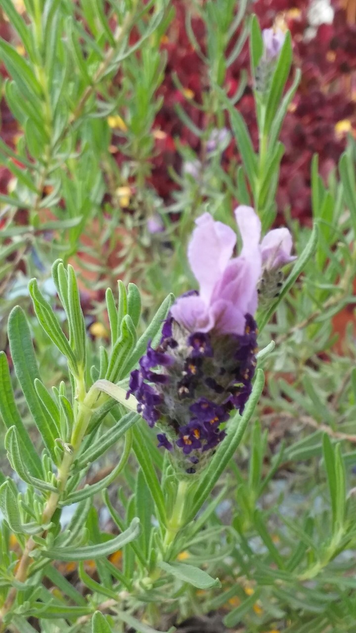Lavanda
