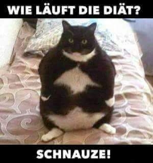 Katze