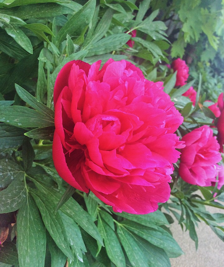 Peony