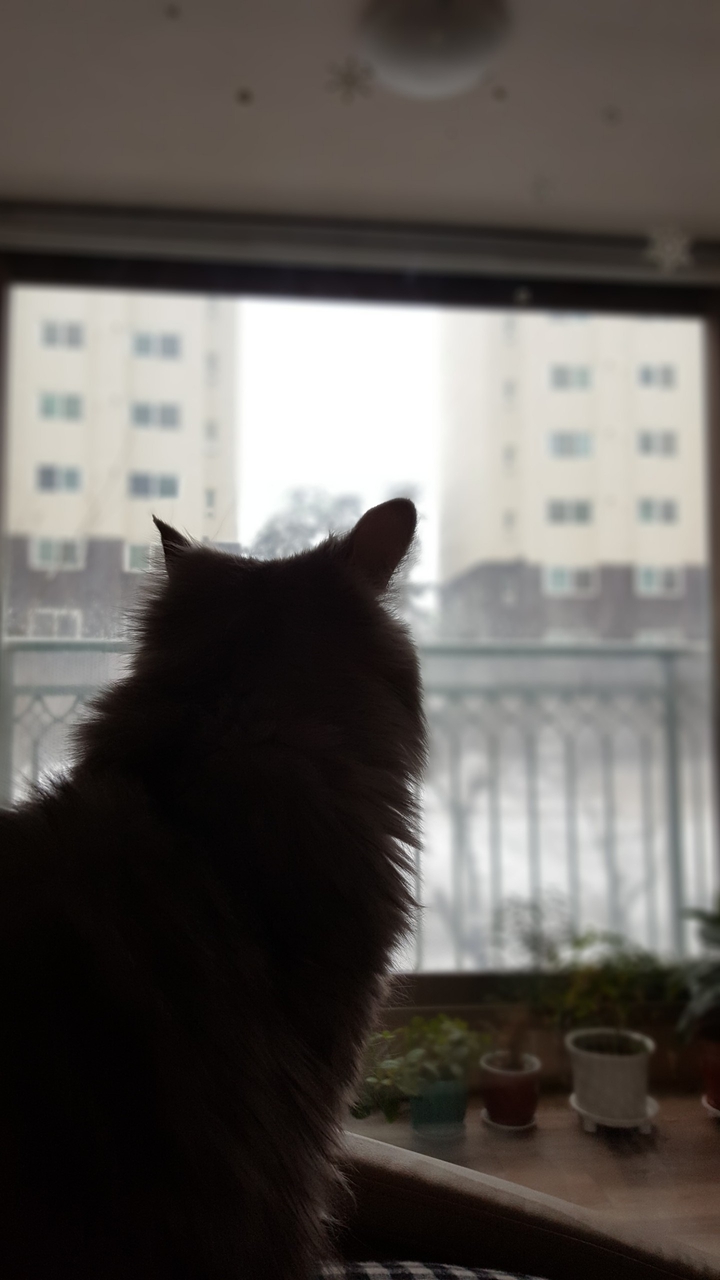 나의 고양이