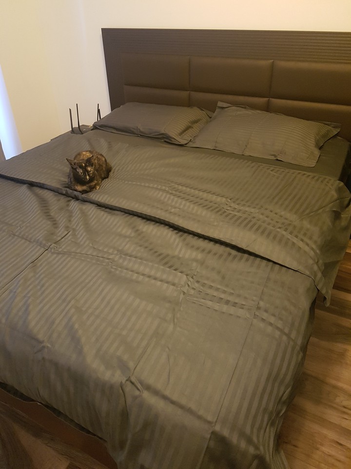 happy kitty