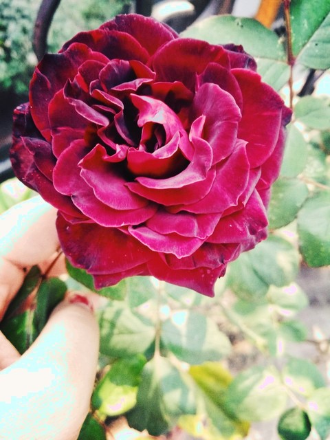 rose