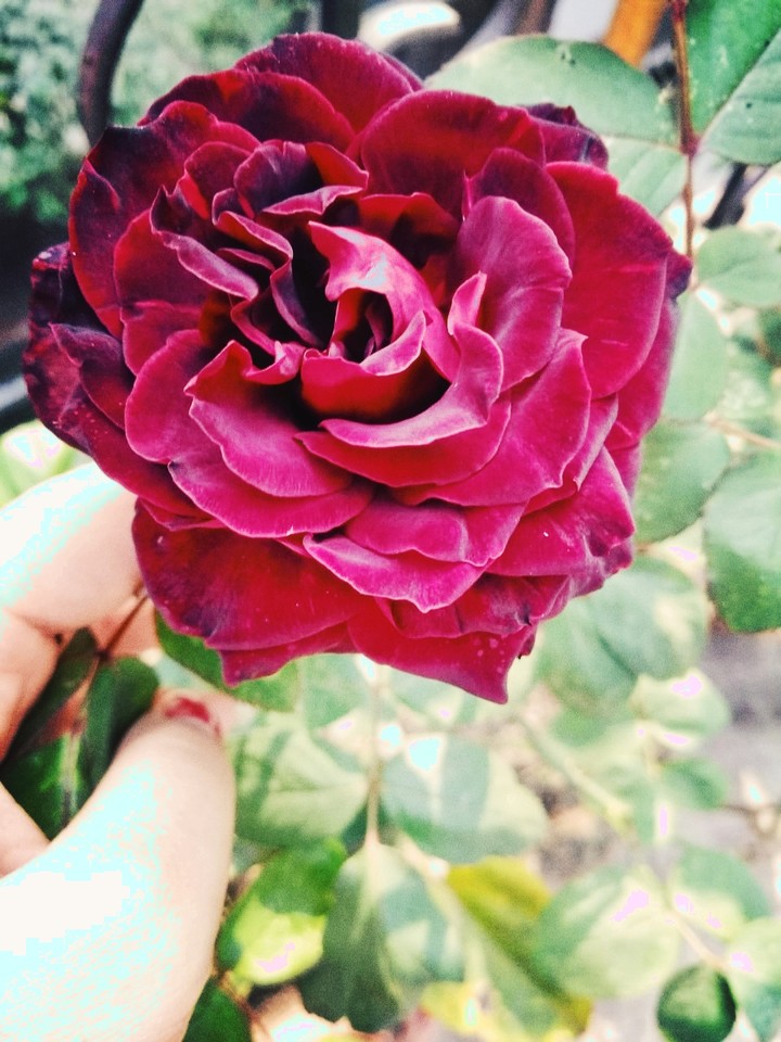 rose