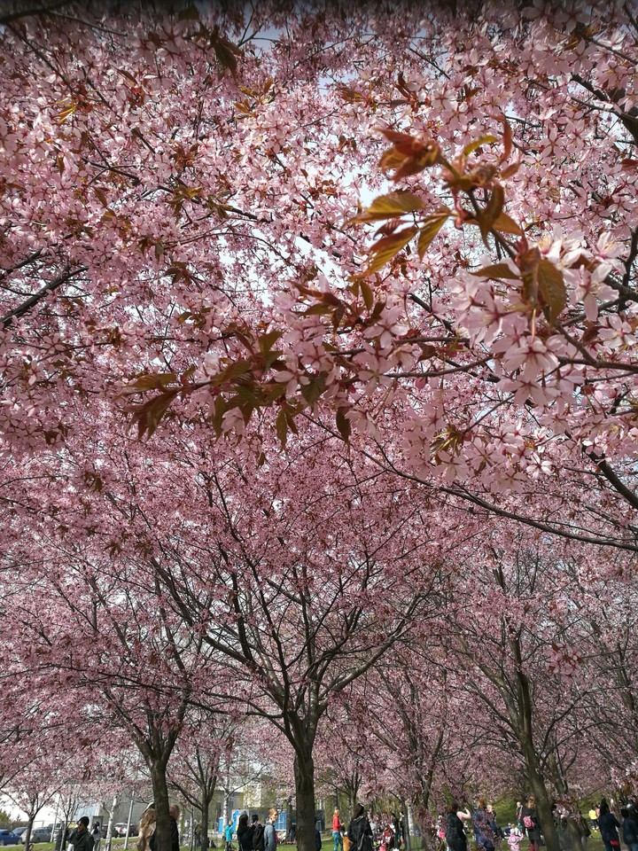 Hanami