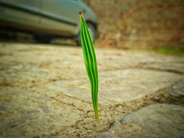 excellent focus 