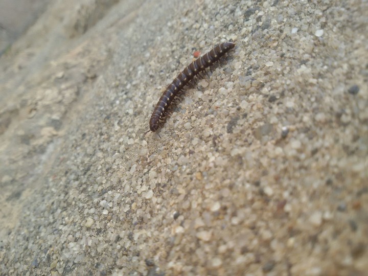 worm