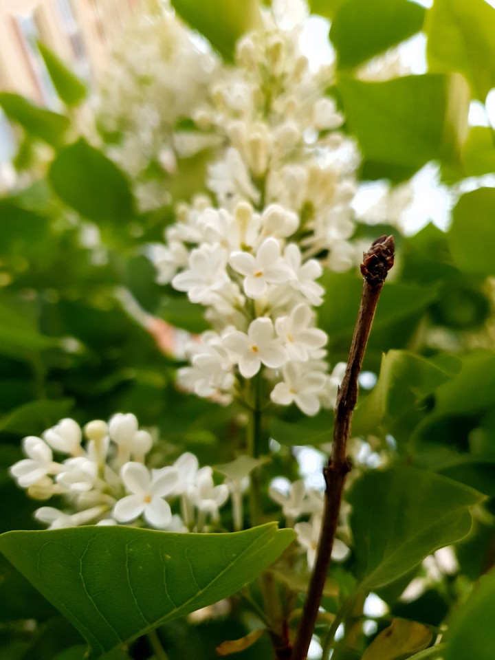 white lilac