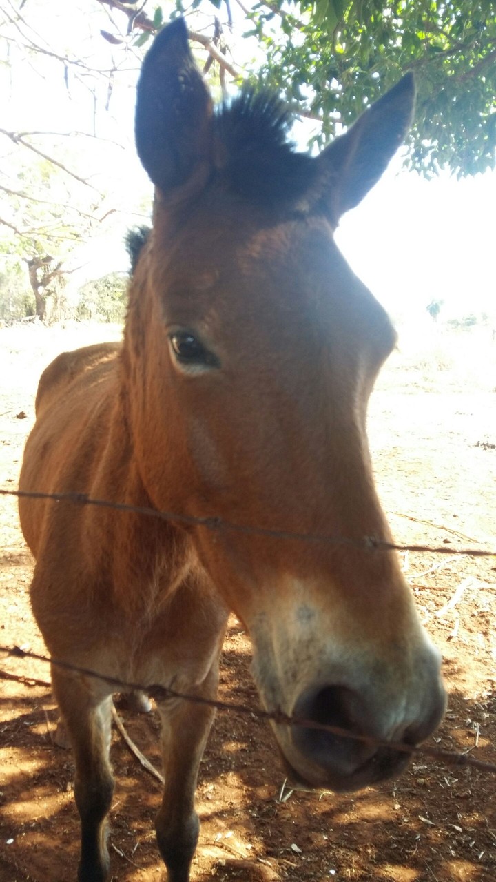 egua