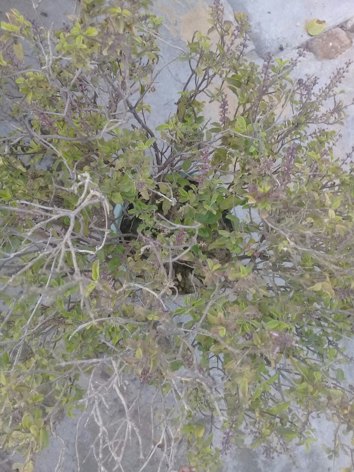 tree